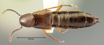 Media type: image;   Entomology 7307 Aspect: habitus dorsal view